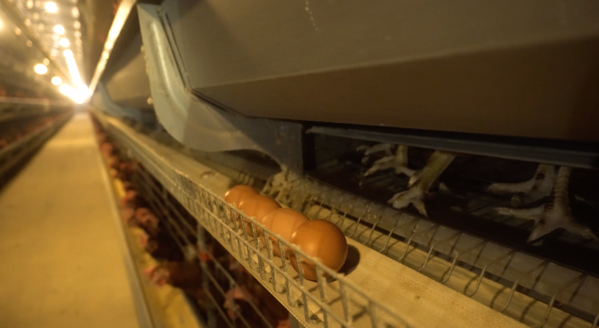 Eggs moving along a controlled production line inside a poultry facility.